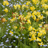 Wildflowers