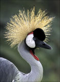 Crowned Crane - (Balerica regulorum)