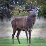 Deer warning off challengers