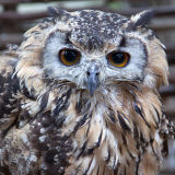 Eagle Owl