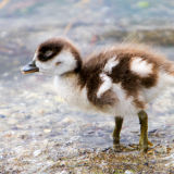 Egyptian Goose Chick