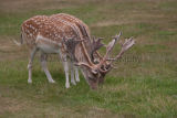Fallow Deer Wollaton park