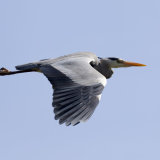 Flying Heron