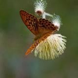 Orange Fritillary