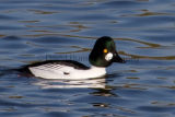Goldeneye Bucephala clangula