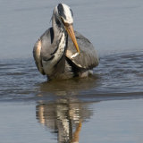 Heron with fish