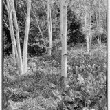 Himalayan Silver Birch