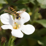 Hover Fly