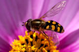 Hoverfly (Syrphidae) on purple cosmos flower