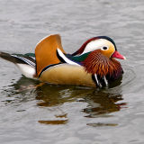 Mandarin Duck