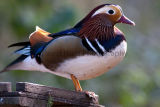 Mandarin Duck(Aix galericulata)