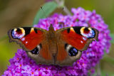 Peacock Butterfly