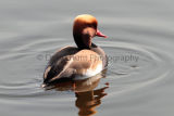 Red Crested Pochard ( Netta Rufina)