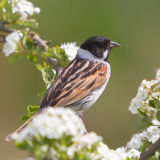 Reed Bunting on Blossom