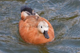 Ruddy Shelduck at Attenborough
