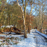Snow in Sherwood Forest