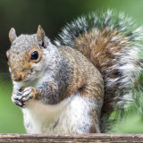 Squirrel on feeder