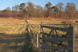 Path to the woods clumber park