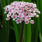 Umbrella Plant - Indian Rhubard