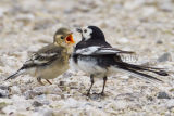 Pied Wagtail and chick
