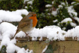 Winter Robin