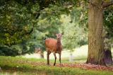 Wollaton Park deer