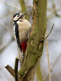 Great Spotted Woodpecker