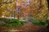 Clumber Park Woods Autumn view