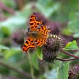 Comma butterfly