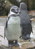 Humboldt Penguins at Berlin Zoo