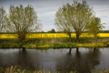 Rape seed - Grantham Canal