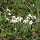 Snowdrops