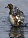 Tufted Duck - (Athya Fuligula)