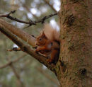 Red Squirrel