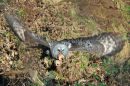 Great Grey Owl