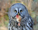 Great Grey Owl