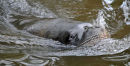 Sealion