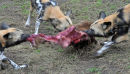Painted Hunting Dogs