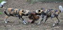 Painted Hunting Dogs