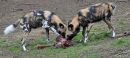 Painted Hunting Dogs