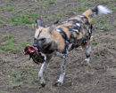Painted Hunting Dog