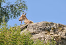 Markhor