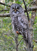 Eagle Owl