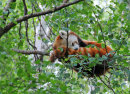 Red Panda