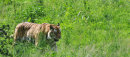 Amur Tiger