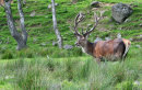 Red Deer stag