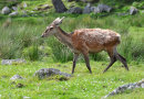 Red Deer