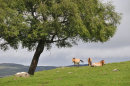 Przewalski horses