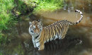 Keeping cool...