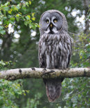 Great Grey Owl